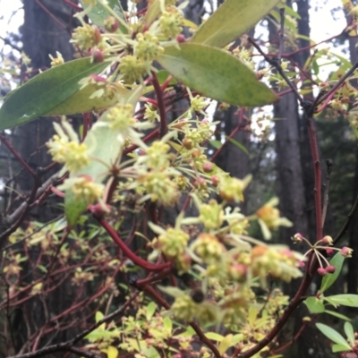 Tasmannia lanceolata (Mountain Pepper) at Cotter River, ACT - 15 Oct 2021 by dgb900