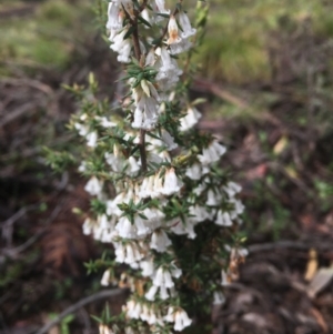 Leucopogon fletcheri subsp. brevisepalus at Cotter River, ACT - 16 Oct 2021