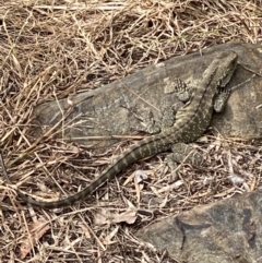 Intellagama lesueurii howittii (Gippsland Water Dragon) at Queanbeyan, NSW - 16 Oct 2021 by Ozflyfisher