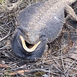 Pogona barbata at Hughes, ACT - 16 Oct 2021