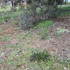 Solanum cinereum at Hughes, ACT - 16 Oct 2021 01:55 PM