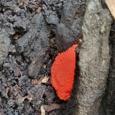 Tubifera ferruginosa (Raspberry Slime) at Mount Ainslie - 14 Oct 2021 by Helberth
