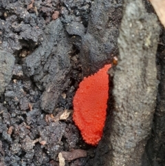 Tubifera ferruginosa (Raspberry Slime) at Pialligo, ACT - 14 Oct 2021 by Helberth