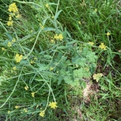 Sisymbrium officinale (Common Hedge Mustard) at Nicholls, ACT - 16 Oct 2021 by Rosie