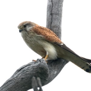 Falco cenchroides at Kenny, ACT - 13 Oct 2021