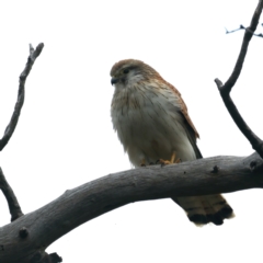 Falco cenchroides at Kenny, ACT - 13 Oct 2021