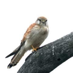 Falco cenchroides at Kenny, ACT - 13 Oct 2021