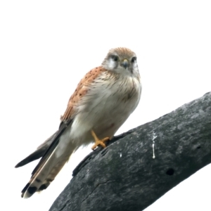 Falco cenchroides at Kenny, ACT - suppressed