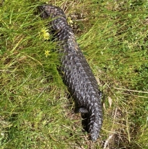 Tiliqua rugosa at Nicholls, ACT - 16 Oct 2021 12:13 PM