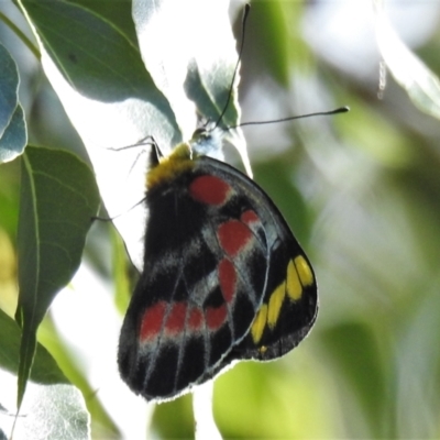 Delias harpalyce (Imperial Jezebel) at Paddys River, ACT - 15 Oct 2021 by JohnBundock