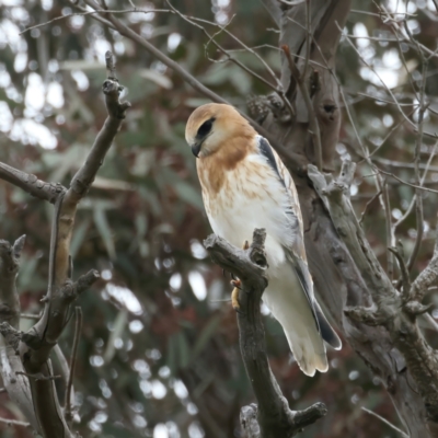 Elanus axillaris (Black-shouldered Kite) at Throsby, ACT - 12 Oct 2021 by jbromilow50