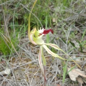 Caladenia atrovespa at Molonglo Valley, ACT - 16 Oct 2021