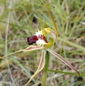 Caladenia atrovespa at Molonglo Valley, ACT - 16 Oct 2021