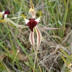 Caladenia atrovespa at Molonglo Valley, ACT - 16 Oct 2021