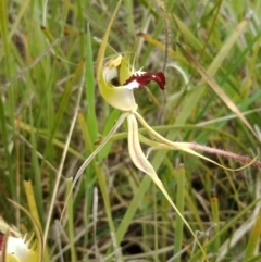 Caladenia atrovespa at Molonglo Valley, ACT - 16 Oct 2021