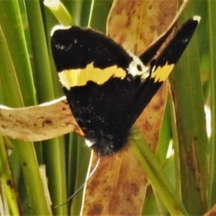 Eutrichopidia latinus (Yellow-banded Day-moth) at Paddys River, ACT - 16 Oct 2021 by JohnBundock