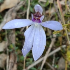 Cyanicula caerulea at Molonglo Valley, ACT - suppressed