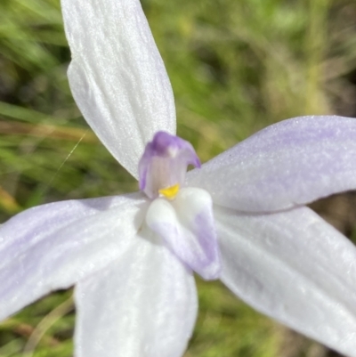 Glossodia major (Wax Lip Orchid) at Sutton, NSW - 15 Oct 2021 by AJB