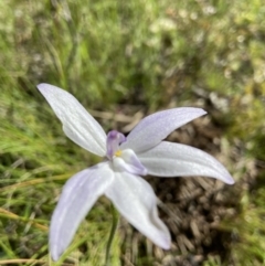 Glossodia major at Sutton, NSW - suppressed