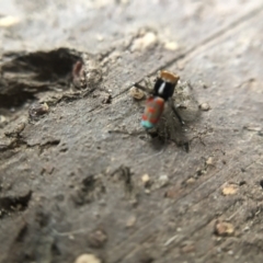 Maratus pavonis (Dunn's peacock spider) at Belconnen, ACT - 16 Oct 2021 by Dora