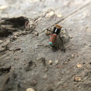 Maratus pavonis at Belconnen, ACT - 16 Oct 2021