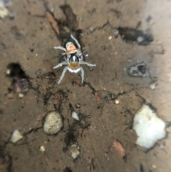 Maratus pavonis at Belconnen, ACT - 16 Oct 2021