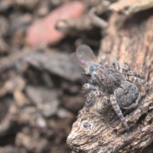 Maratus vespertilio at Bonner, ACT - 16 Oct 2021