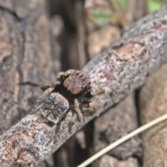 Maratus vespertilio at Bonner, ACT - 16 Oct 2021