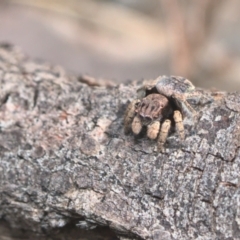 Maratus vespertilio at Bonner, ACT - 16 Oct 2021