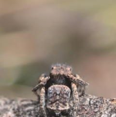 Maratus vespertilio at Bonner, ACT - 16 Oct 2021