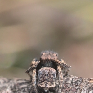 Maratus vespertilio at Bonner, ACT - 16 Oct 2021