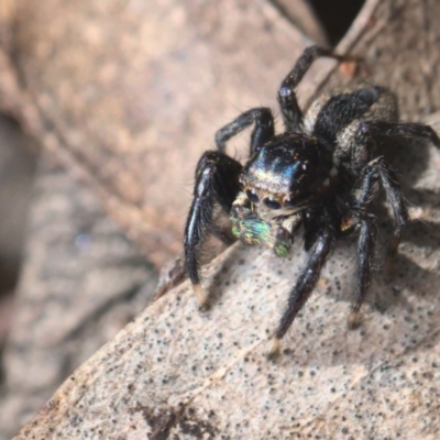 Jotus auripes (Jumping spider) at Bonner, ACT - 16 Oct 2021 by TimotheeBonnet