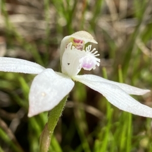 Caladenia ustulata at Sutton, NSW - suppressed