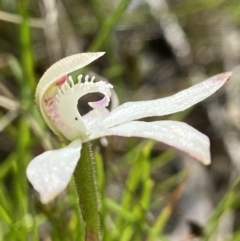 Caladenia ustulata at Sutton, NSW - suppressed