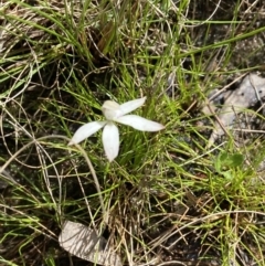 Caladenia ustulata at Sutton, NSW - suppressed