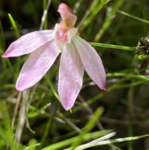 Caladenia fuscata at Sutton, NSW - suppressed