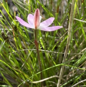 Caladenia fuscata at Sutton, NSW - suppressed