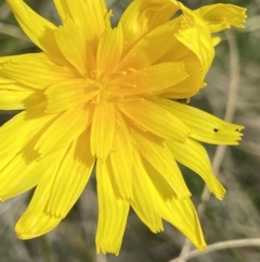 Microseris walteri (Yam Daisy, Murnong) at Sutton, NSW - 15 Oct 2021 by AJB