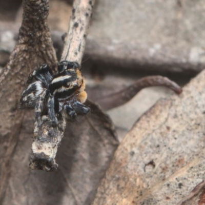 Euophryinae sp.(Undescribed) (subfamily) - 1 Jan 1900 by TimotheeBonnet