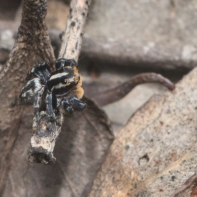 Euophryinae sp.(Undescribed) (subfamily) at Bonner, ACT - 16 Oct 2021 by TimotheeBonnet