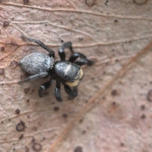 Salticidae sp. 'Golden palps' at Bonner, ACT - 16 Oct 2021 12:30 PM