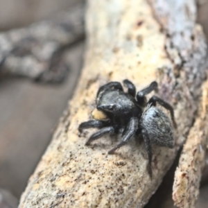 Salticidae sp. 'Golden palps' at Bonner, ACT - 16 Oct 2021