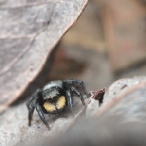 Salticidae sp. 'Golden palps' at Bonner, ACT - 16 Oct 2021