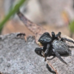 Salticidae sp. 'Golden palps' at Bonner, ACT - 16 Oct 2021