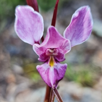 Diuris punctata var. punctata (Purple Donkey Orchid) at Ainslie, ACT - 16 Oct 2021 by RobG1