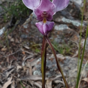 Diuris punctata at suppressed - suppressed