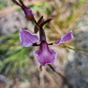 Diuris punctata var. punctata at suppressed - 16 Oct 2021