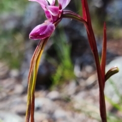 Diuris punctata at suppressed - suppressed