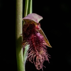 Calochilus platychilus at Tralee, NSW - 16 Oct 2021