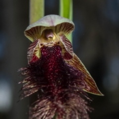 Calochilus platychilus at Tralee, NSW - 16 Oct 2021